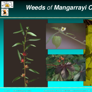 Territory Stories - Weeds of Mangarrayi Country