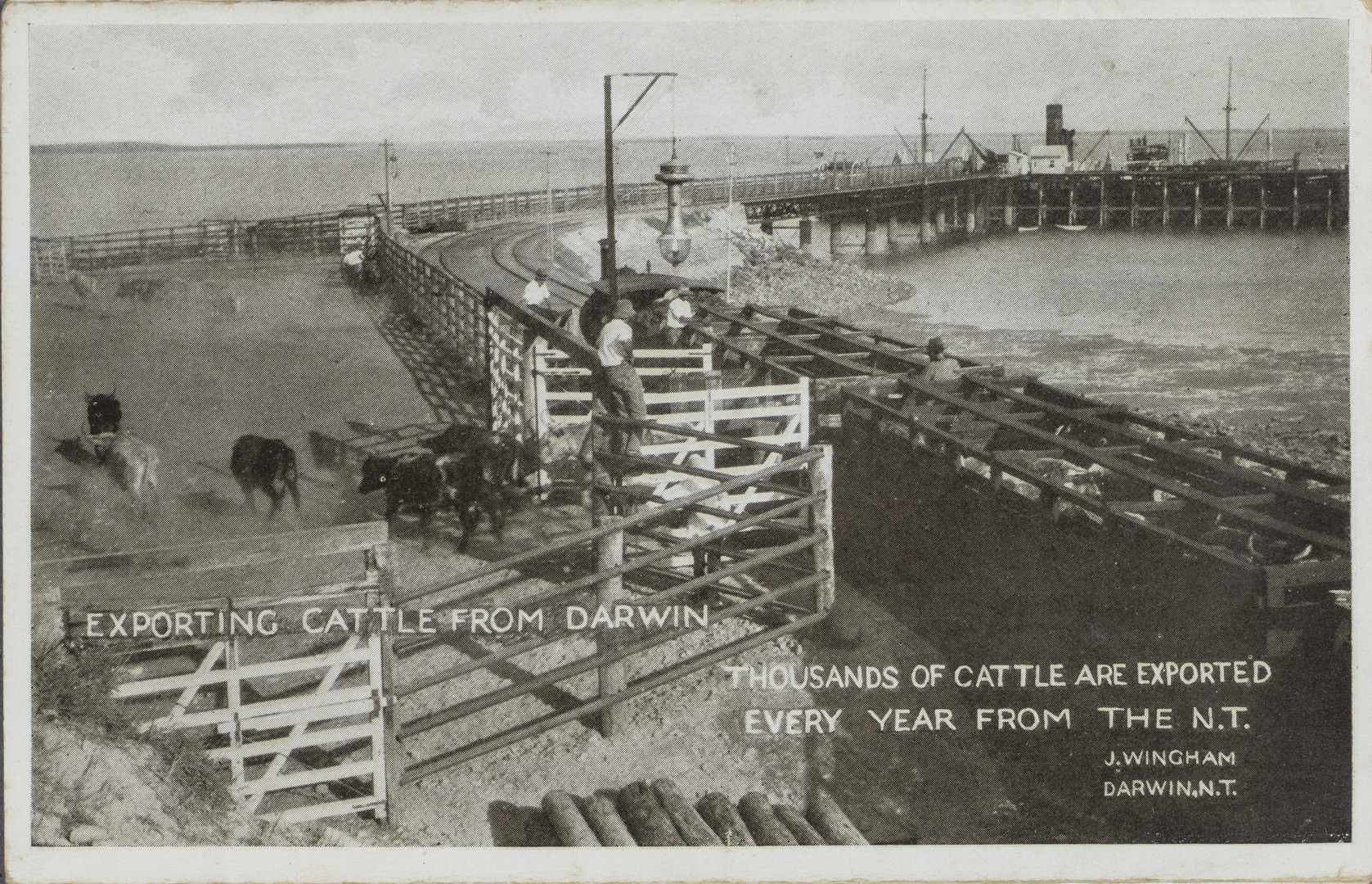 Territory Stories - Exporting cattle from Darwin