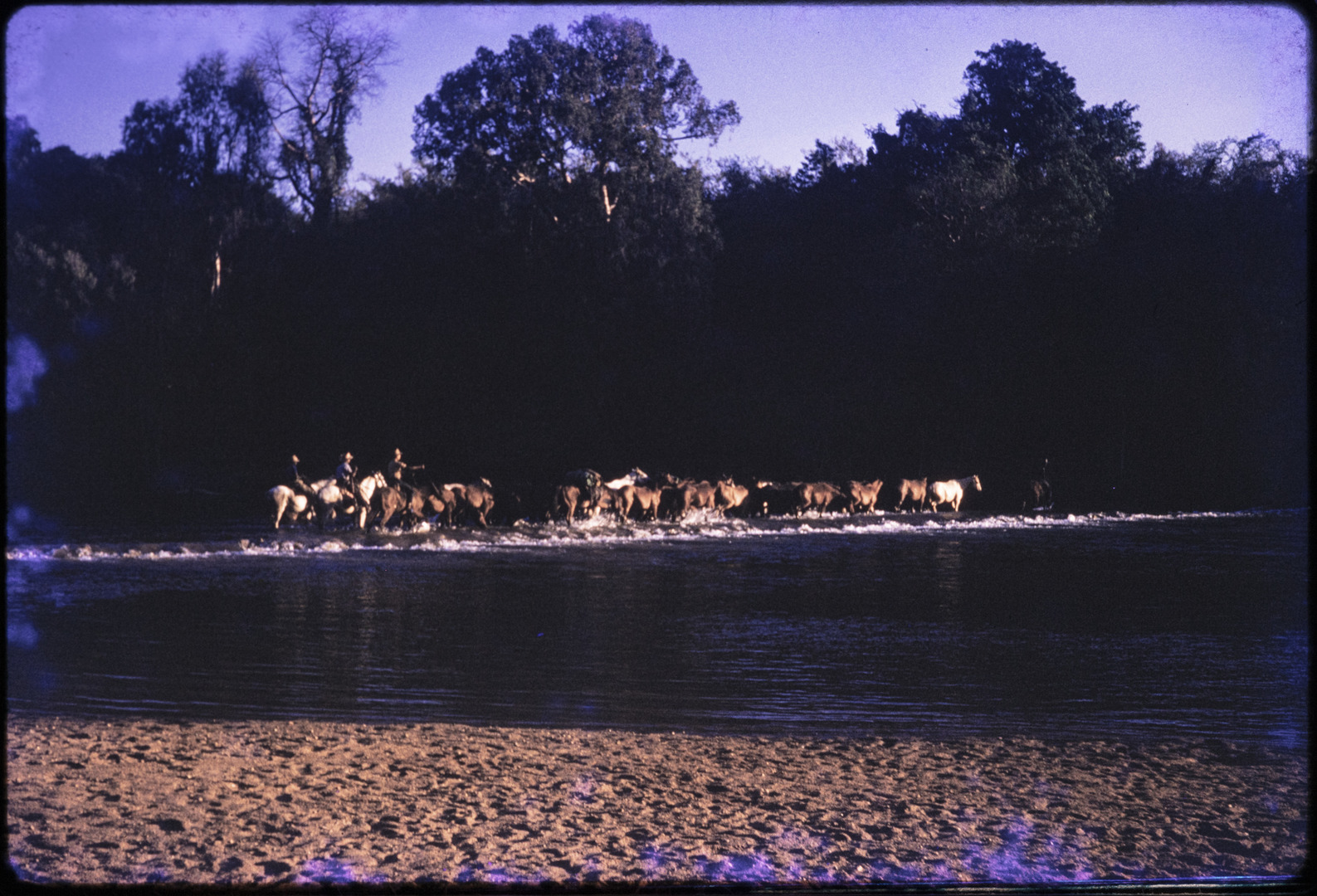 Territory Stories - Three stockmen driving horses across the Daly River ...