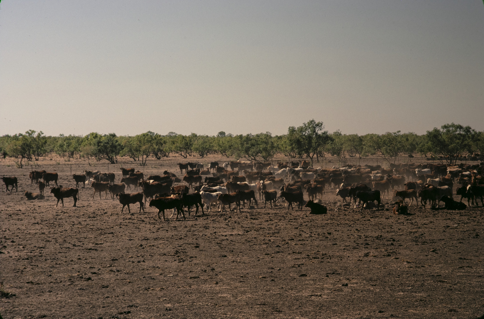 Territory Stories - Cattle station