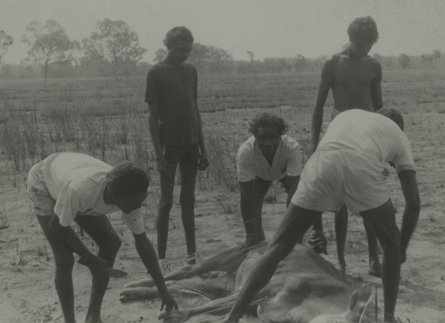 Territory Stories - Cattle