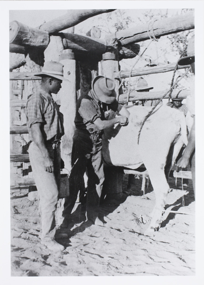 Territory Stories - Stockmen