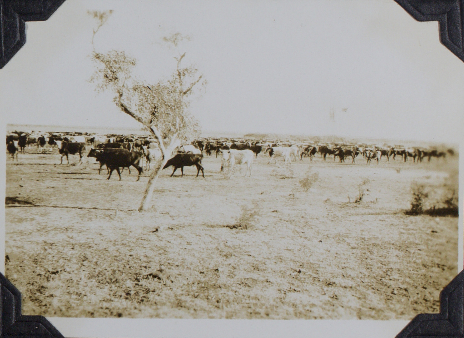 Territory Stories - Cattle at Banka Banka