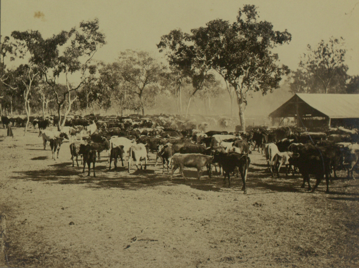 Territory Stories - Cattle muster