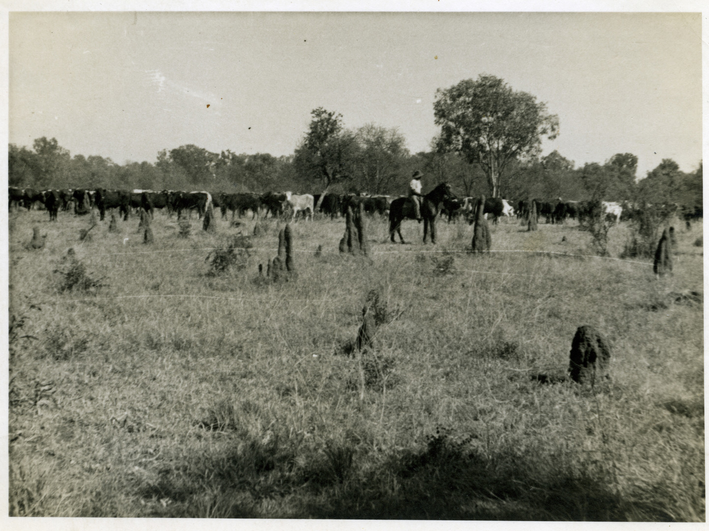 Territory Stories - Cattle and stockmen